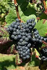 Tannat