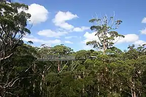 Tree Top Walk im Valley of the Giants