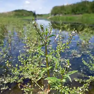 Rötlicher Wasser-Ehrenpreis (Veronica catenata)