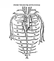 Abb. der Vena azygos in Vesals Epistola. 1538