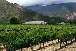 Weinberg in Cafayate