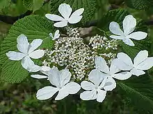 Blütenstand von Viburnum furcatum mit sterilen, randständigen Schaublüten