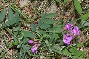 Habitus, Laubblätter und Blütenstand von Vicia americana