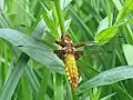 Plattbauch-Weibchen(Libellula depressa)