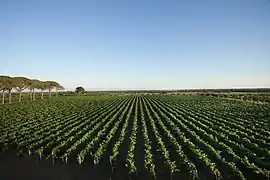 Weinanbaugebiet auf Salento