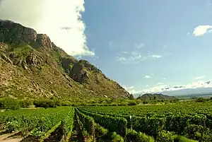 Weinberge in der Nähe der Berge in Cafayate