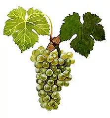 Viognier