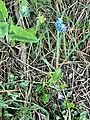 Oro-mediterraner Standort von Viola chelmea in der Schlangenhaut-Kiefer-Stufe mit Betonica alopecuros und Muscari botryoides