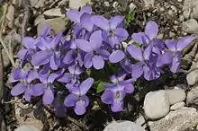 Viola hirta