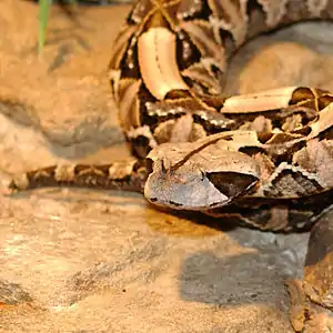 Bitis rhinoceros