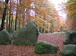 Visbeker Bräutigam in der Ahlhorner Heide