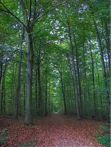 Naherholungsgebiet Volksdorfer Wald