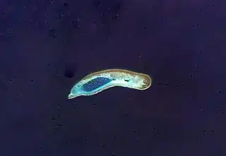 ISS-Foto des Atolls