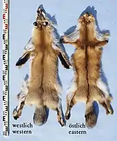 Kanadischer Rotfuchs