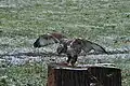 Königsbussard (Buteo regalis)