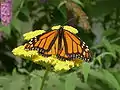 Monarchfalter (Danaus plexippus)