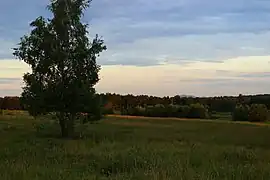 Abendstimmung in der Wahner Heide