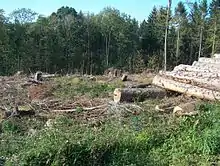 Vom Sturm Kyrill im Januar 2007 angerichteter Waldschaden in Bürenbruch oberhalb des Michaelisweges.