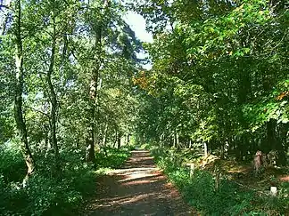 Waldweg am Fliegerberg