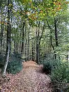 Waldweg im Isenburger Bachtal