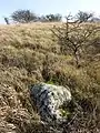 Felsen aus Waschbergkalk am Gipfelplateau.