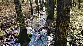 Naturnaher Abschnitt eines periodisch wasserführenden Nebengewässers (Wasserzug von Brammer)