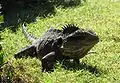 Australische Wasseragame