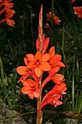 Watsonia stenosiphon