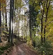 Wanderweg nordöstl. Hollinden