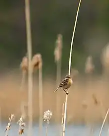 Weibliches Schwarzkehlchen im Schilf am Ahrensee