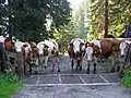 Alpenfleckvieh steht vor einem Weiderost.