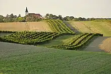 Weinberge in Stillfried an der March