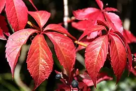 HerbstfärbungSelbstkletternde Jungfernrebe