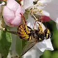 Blütenbesuch einer Arbeiterin zur Nahrungsaufnahme