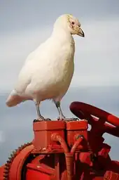 Foto eines Weißgesicht-Scheidenschnabels