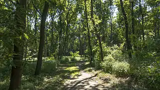 Waldweg