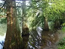 Teich im Wiesental