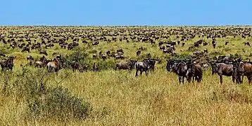 Grasende Tierarten entstanden in Koevolution mit Graslandschaften. Abgebildet ist die natürliche Nutzung von Graslandschaften durch Gnus in der Masai Mara. Überweidung passiert nicht beim kurzzeitigen, intensiven Abgrasen in dichten Herden, welche weiterziehen. Im Gegenteil wird das Pflanzenwachstum durch den Verbiss angeregt, Hufe bearbeiten den Boden, Samen bekommen Licht, Dung und Urin reichern den Boden an, mikrobielles und organisches Bodenleben wird angeregt. Im Ende speichert der Boden auch Regenwasser effektiv und ist artenreich.