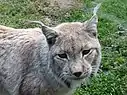 Luchs