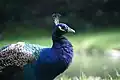 Pfau