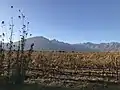 Weinanpflanzungen bei Tulbagh