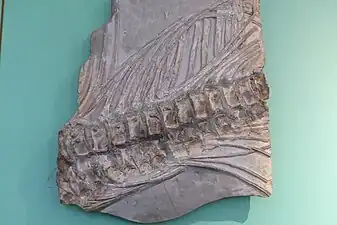 Wirbel und Rippenteile eines Ichthyosaurus