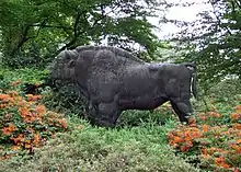 Wisent im Rhododendronpark