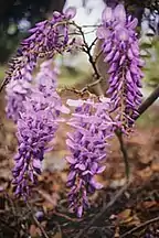 Blütenstände einer Wisteria