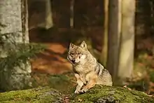 Ein schräg an der Kamera vorbeiblickender Wolf in aufrechter Haltung, die Vorderbeine auf einem moosbewachsenen Stein abgelegt, im Hintergrund Wald