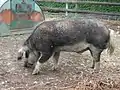 Bergisches Wollschwein