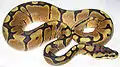 Woma Ball Python