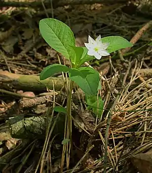 Siebenstern (Trientalis europaea)