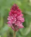 ×Gymnigritella suaveolens(Gymnadenia conopsea × Nigritella rhellicani)