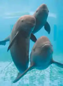 Jangtse-Glattschweinswale im Baiji Dolphinarium der Chinesischen Akademie der Wissenschaften